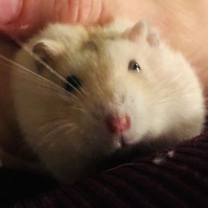 Meet your Posher, Sara